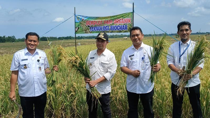 Meningkatkan Produktifitas Padi Dengan Biochar